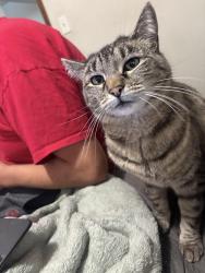Lost Female Cat last seen Montgomery ave, Spokane, WA 99207