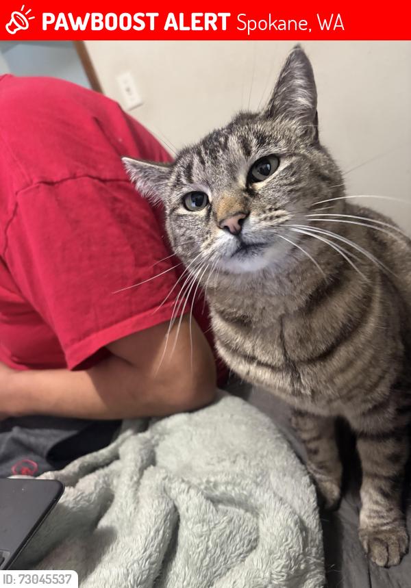 Lost Female Cat last seen Montgomery ave, Spokane, WA 99207