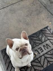 Lost Male Dog last seen N Lilac ave and W Grove St, Rialto, CA 92376