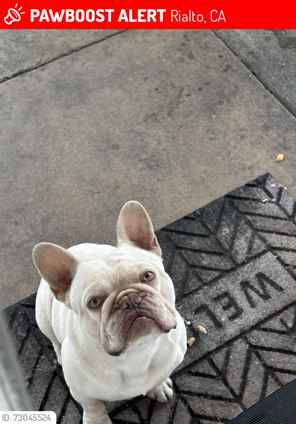 Lost Male Dog last seen N Lilac ave and W Grove St, Rialto, CA 92376
