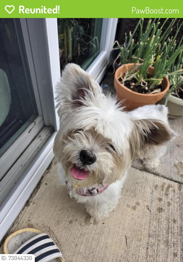 Reunited Female Dog last seen Wesnesbury Blvd/North Tryon, Charlotte, NC 28262