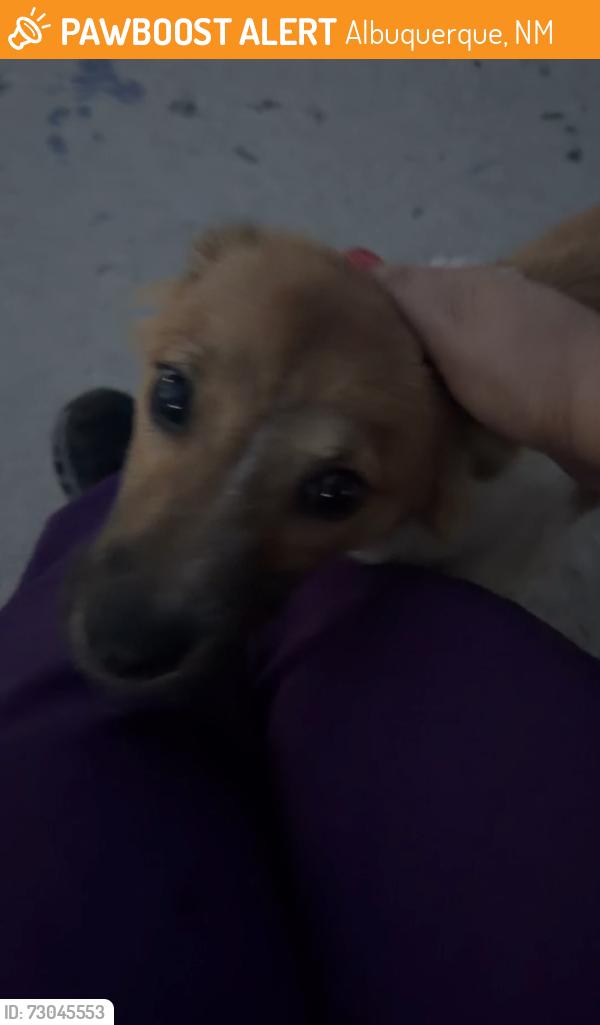 Found/Stray Unknown Dog last seen Avalon park, Albuquerque, NM 87121