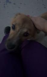 Found/Stray Unknown Dog last seen Avalon park, Albuquerque, NM 87121