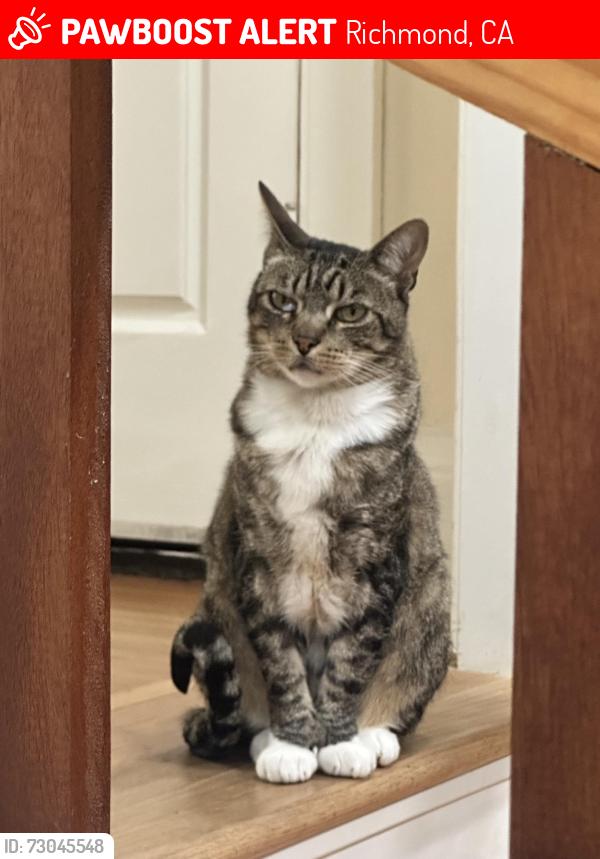 Lost Male Cat last seen 36th and McBryde, Richmond, CA 94805