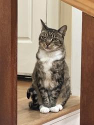 Lost Male Cat last seen 36th and McBryde, Richmond, CA 94805