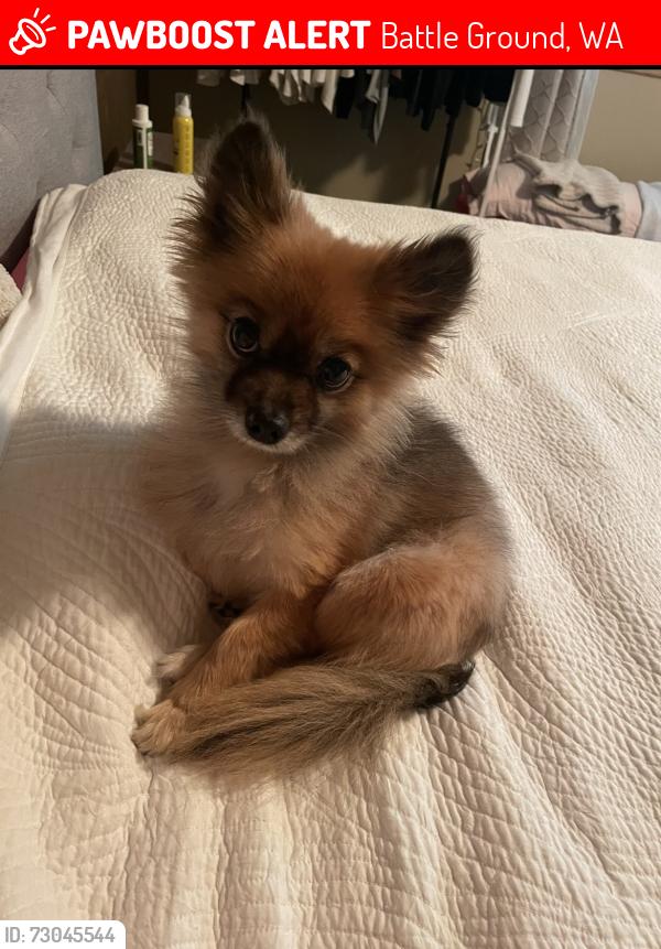 Lost Female Dog last seen Battle ground wa near Main Street and 3rd street, Battle Ground, WA 98604