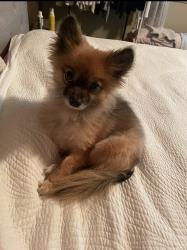 Lost Female Dog last seen Battle ground wa near Main Street and 3rd street, Battle Ground, WA 98604