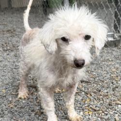 Shelter Stray Female Dog last seen Near 21st Ave, Oakland, CA, 1101 29th Ave, Oakland, CA 94601, USA