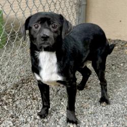 Shelter Stray Male Dog last seen Near 21st Ave, Oakland, CA, 1101 29th Ave, Oakland, CA 94601, USA