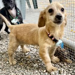 Shelter Stray Female Dog last seen Near 21st Ave, Oakland, CA, 1101 29th Ave, Oakland, CA 94601, USA