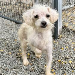 Shelter Stray Male Dog last seen Near 21st Ave, Oakland, CA, 1101 29th Ave, Oakland, CA 94601, USA