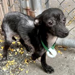 Shelter Stray Female Dog last seen Near 21st Ave, Oakland, CA, 1101 29th Ave, Oakland, CA 94601, USA