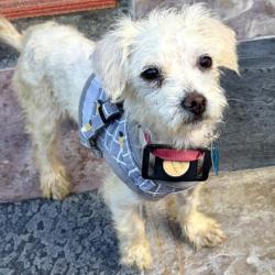 Shelter Stray Female Dog last seen Near 21st Ave, Oakland, CA, 1101 29th Ave, Oakland, CA 94601, USA