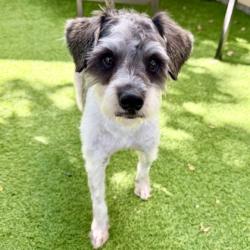 Shelter Stray Male Dog last seen Near 27th ave, Oakland, CA, 1101 29th Ave, Oakland, CA 94601, USA