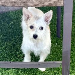 Shelter Stray Female Dog last seen Near Alice St, Oakland, CA, 1101 29th Ave, Oakland, CA 94601, USA