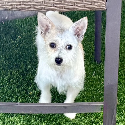 Shelter Stray Female Dog last seen Near Alice St, Oakland, CA, 1101 29th Ave, Oakland, CA 94601, USA