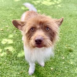 Shelter Stray Male Dog last seen Near Oakport St, Oakland, , 1101 29th Ave, Oakland, CA 94601, USA