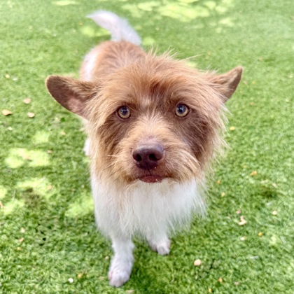 Shelter Stray Male Dog last seen Near Oakport St, Oakland, , 1101 29th Ave, Oakland, CA 94601, USA