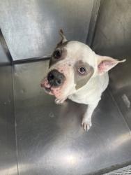 Shelter Stray Male Dog last seen Near Jade Dr, 75150, TX, 1650 Gross Rd, Mesquite, TX 75149, USA