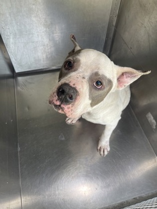 Shelter Stray Male Dog last seen Near Jade Dr, 75150, TX, 1650 Gross Rd, Mesquite, TX 75149, USA