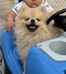 Lost Male Dog last seen Garvey ave , South El Monte, CA 91733