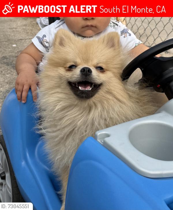 Lost Male Dog last seen Garvey ave , South El Monte, CA 91733