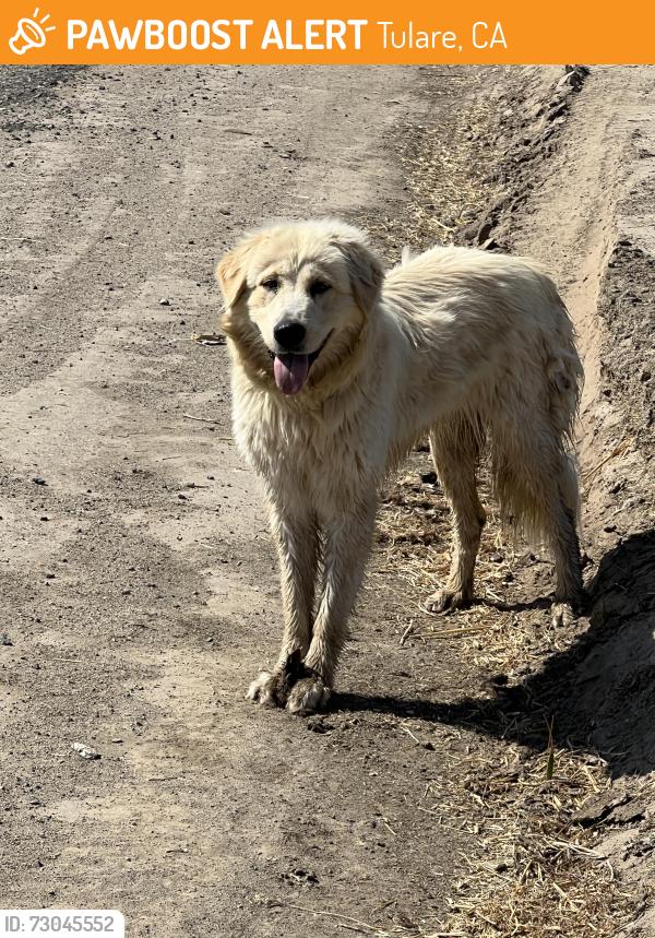 Found/Stray Unknown Dog last seen Ave 272, Tulare, CA 93274