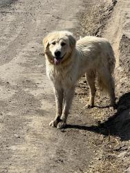 Found/Stray Unknown Dog last seen Ave 272, Tulare, CA 93274