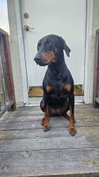 Reunited Female Dog last seen San Pablo Ave & Ashby Ave, Berkeley, CA 94702
