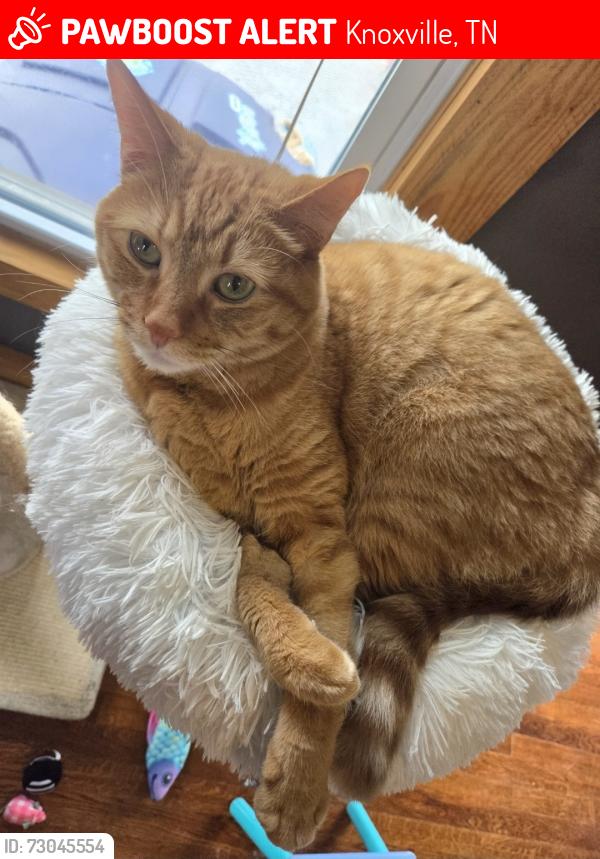 Lost Male Cat last seen Fox Lonas Rd NW near the Weigels , Knoxville, TN 37923