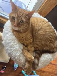 Lost Male Cat last seen Fox Lonas Rd NW near the Weigels , Knoxville, TN 37923