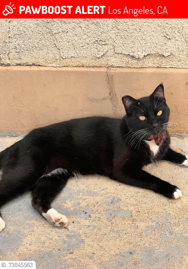 Lost Male Cat last seen Strathern Elementary , Los Angeles, CA 91605