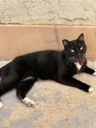 Lost Male Cat last seen Strathern Elementary , Los Angeles, CA 91605