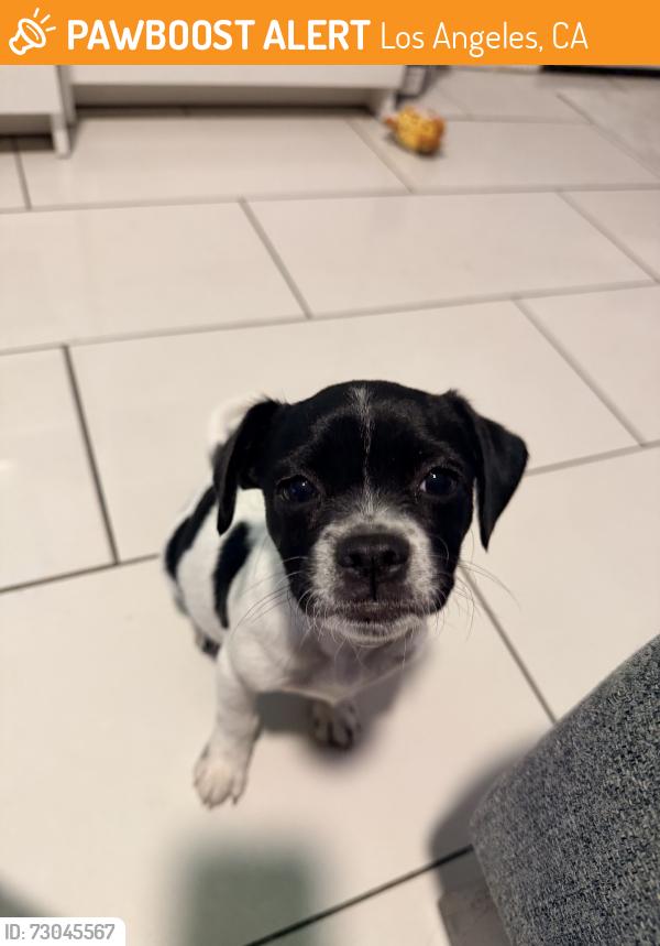 Found/Stray Female Dog last seen 91st and San Pedro, Los Angeles, CA 90003