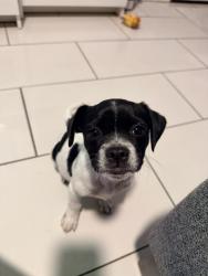 Found/Stray Female Dog last seen 91st and San Pedro, Los Angeles, CA 90003