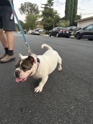 Found/Stray Male Dog last seen Daryl ave and trosa Granada hills Ca, Los Angeles, CA 91344