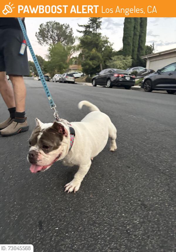 Found/Stray Male Dog last seen Daryl ave and trosa Granada hills Ca, Los Angeles, CA 91344