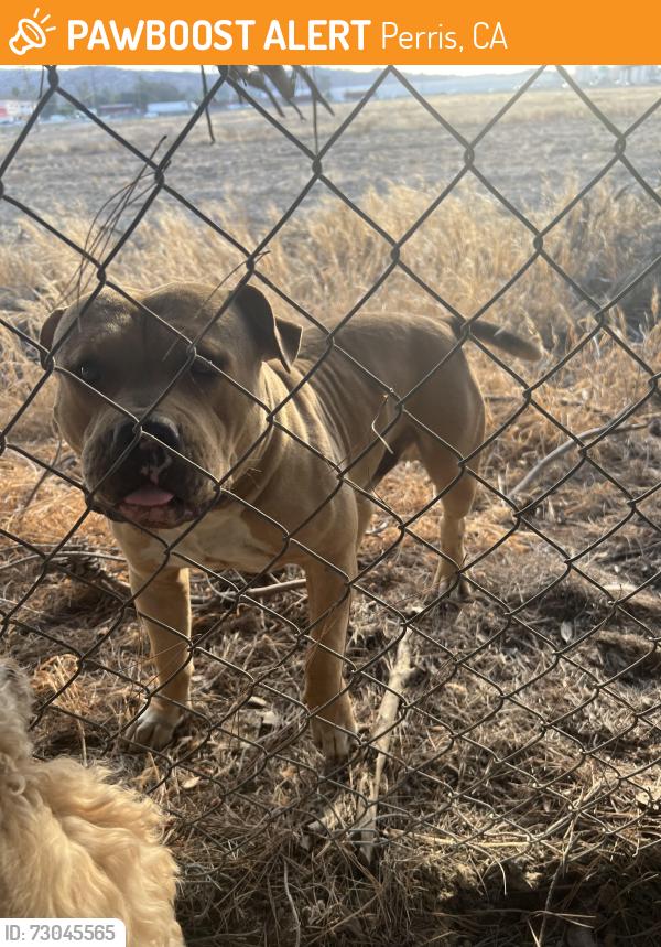 Found/Stray Unknown Dog last seen Orange Ave and Indian Ave, Perris, CA 92572