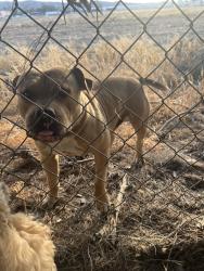 Found/Stray Unknown Dog last seen Orange Ave and Indian Ave, Perris, CA 92572