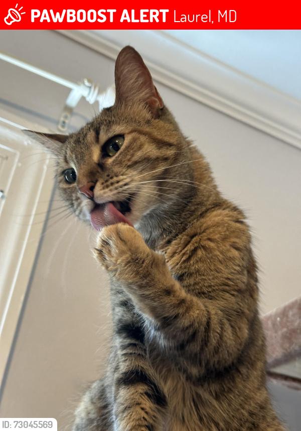 Lost Female Cat last seen Near Main Street, Laurel, MD 20707