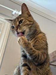 Lost Female Cat last seen Near Main Street, Laurel, MD 20707