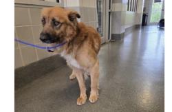 Lost Male Dog last seen County road, Alvin, TX 77511