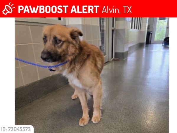 Lost Male Dog last seen County road, Alvin, TX 77511