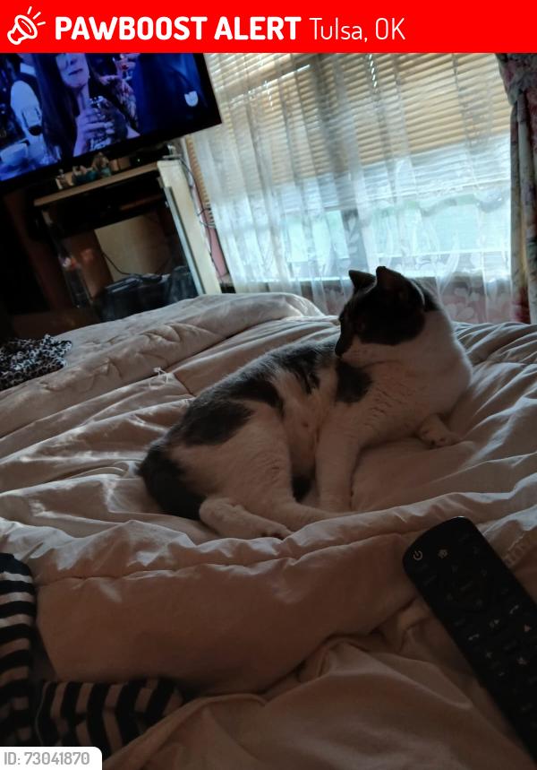 Lost Female Cat last seen Near e 83rd place, Tulsa, OK 74133