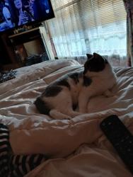 Lost Female Cat last seen Near e 83rd place, Tulsa, OK 74133