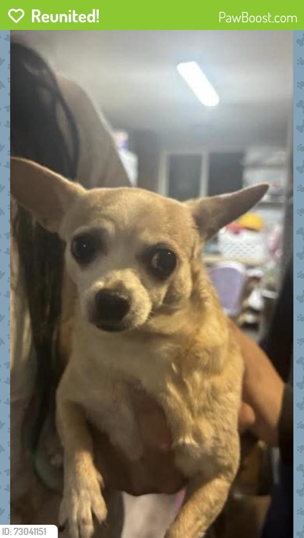 Reunited Female Dog last seen Airport, Freedom, CA 95019