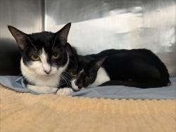 Shelter Stray Female Cat last seen STATEN ISLAND, NY, 10303, 3139 Veterans Rd W, Staten Island, NY 10309, USA