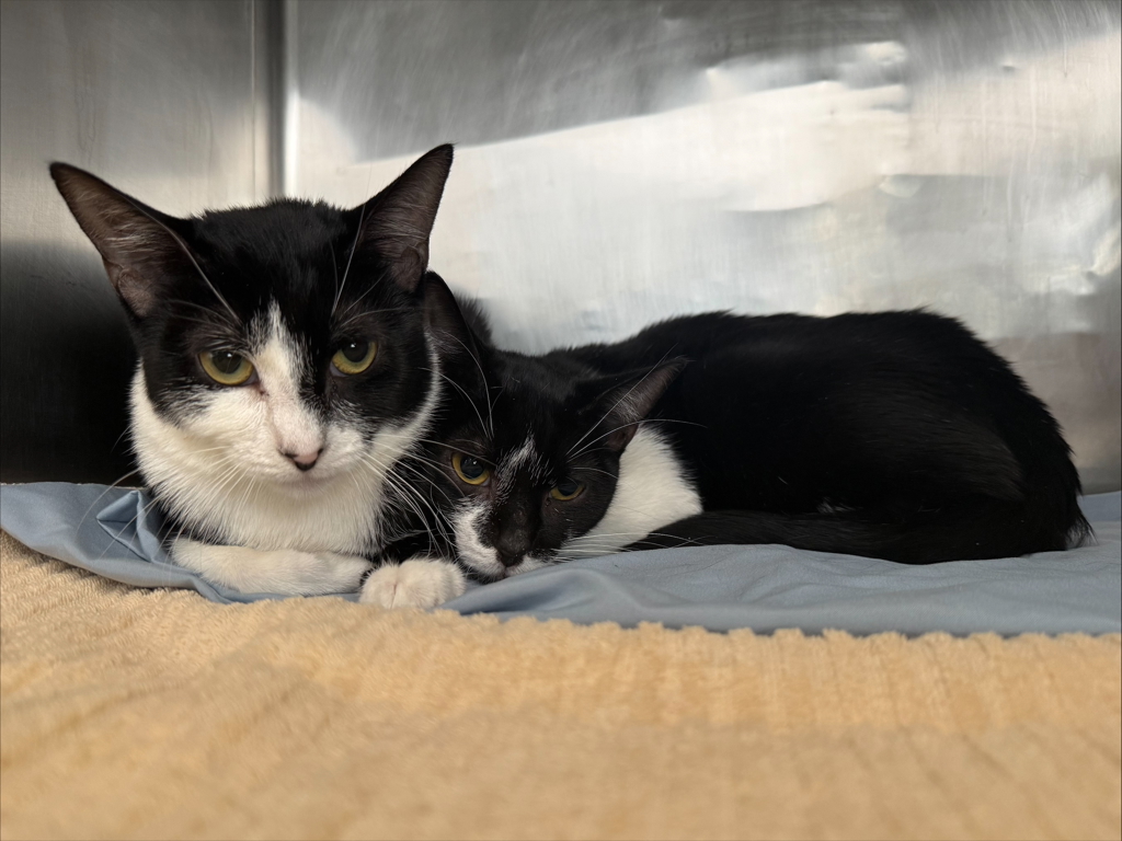 Shelter Stray Female Cat last seen STATEN ISLAND, NY, 10303, 3139 Veterans Rd W, Staten Island, NY 10309, USA