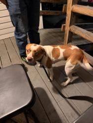 Found/Stray Female Dog last seen Archibald way and wolftrap, Raleigh, NC 27616