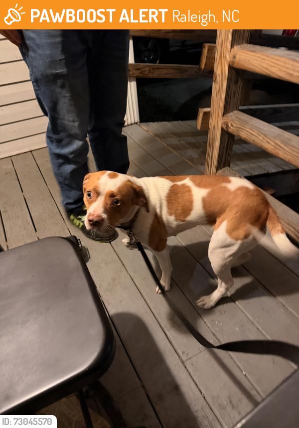Found/Stray Female Dog last seen Archibald way and wolftrap, Raleigh, NC 27616